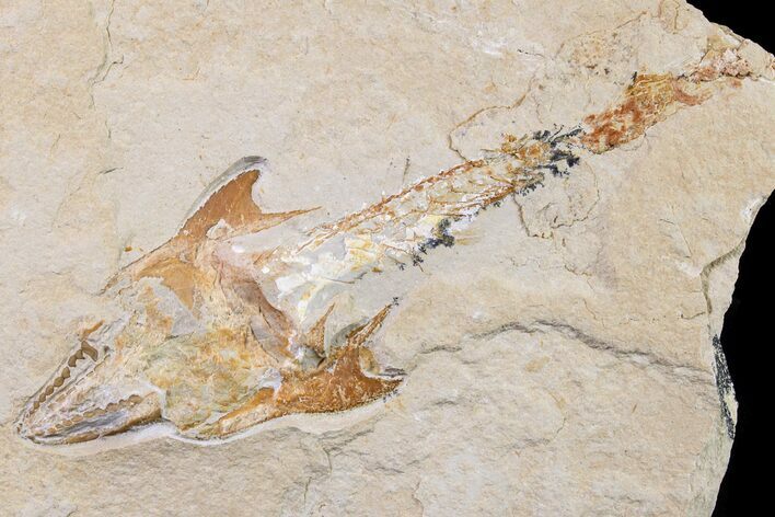 Cretaceous Crusher Fish (Coccodus) With Shrimp - Hjoula, Lebanon #163543